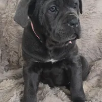 Celeste, a female Cane Corso for sale in Mineral Wells, WV – Photo 1 of 9