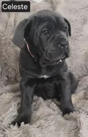 Celeste, a female Cane Corso for sale in Mineral Wells, WV – Photo 1 of 9