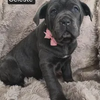 Celeste, a female Cane Corso for sale in Mineral Wells, WV – Photo 9 of 9