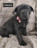 Celeste, a female Cane Corso for sale in Mineral Wells, WV – Photo 9 of 9