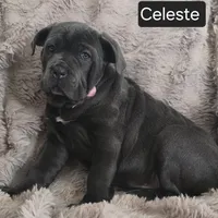 Celeste, a female Cane Corso for sale in Mineral Wells, WV – Photo 3 of 9