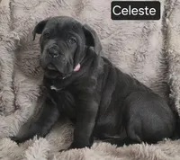 Celeste, a female Cane Corso for sale in Mineral Wells, WV – Photo 3 of 9