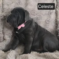 Celeste, a female Cane Corso for sale in Mineral Wells, WV – Photo 8 of 9