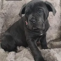 Celeste, a female Cane Corso for sale in Mineral Wells, WV – Photo 2 of 9