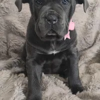 Celeste, a female Cane Corso for sale in Mineral Wells, WV – Photo 7 of 9