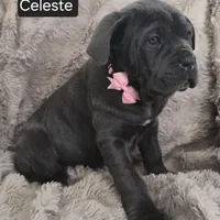 Celeste, a female Cane Corso for sale in Mineral Wells, WV – Photo 5 of 9