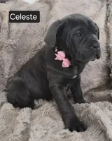 Celeste, a female Cane Corso for sale in Mineral Wells, WV – Photo 5 of 9