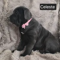 Celeste, a female Cane Corso for sale in Mineral Wells, WV – Photo 6 of 9