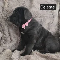 Celeste, a female Cane Corso for sale in Mineral Wells, WV – Photo 6 of 9
