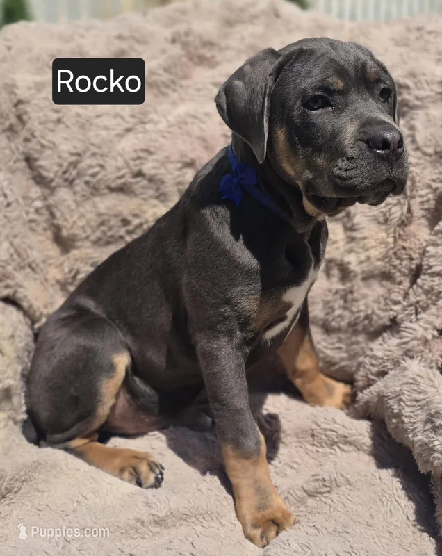 Rocko – Cane Corso puppy for sale in Mineral Wells, WV