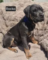 Rocko, a male Cane Corso for sale in Mineral Wells, WV – 1 of 3