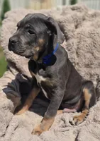 Rocko, a male Cane Corso for sale in Mineral Wells, WV – 3 of 3