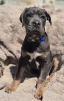 Rocko, a male Cane Corso for sale in Mineral Wells, WV – 2 of 3