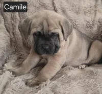 Camile, a female Cane Corso for sale in Mineral Wells, WV – Photo 6 of 6