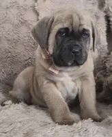 Camile, a female Cane Corso for sale in Mineral Wells, WV – Photo 1 of 6