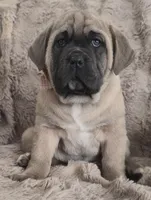 Camile, a female Cane Corso for sale in Mineral Wells, WV – Photo 3 of 6