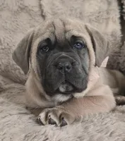 Camile, a female Cane Corso for sale in Mineral Wells, WV – Photo 5 of 6