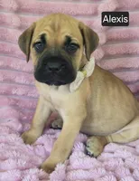 Alexis, a female Cane Corso for sale in Mineral Wells, WV – 7 of 8