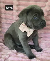 Azra, a female Cane Corso for sale in Mineral Wells, WV – 4 of 8