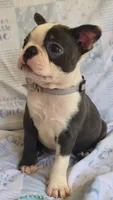 Charlie, a male Boston Terrier for sale in Mineral Wells, WV – 3 of 10