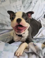 Charlie, a male Boston Terrier for sale in Mineral Wells, WV – 8 of 10