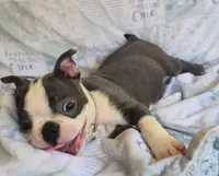 Charlie, a male Boston Terrier for sale in Mineral Wells, WV – 5 of 10