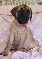 Abby, a female Cane Corso for sale in Mineral Wells, WV – 5 of 10