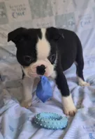 Chance, a male Boston Terrier for sale in Mineral Wells, WV – 6 of 10