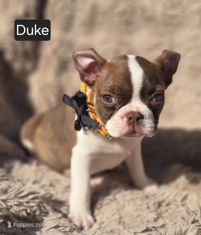 Duke WEEKEND SPECIAL $250 OFF – Boston Terrier puppy for sale in Mineral Wells, WV