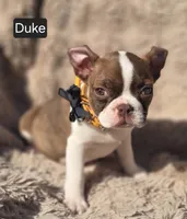 Duke WEEKEND SPECIAL $250 OFF, a male Boston Terrier for sale in Mineral Wells, WV – 1 of 3