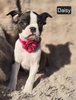 Daisy WEEKEND SPECIAL $250 OFF, a female Boston Terrier for sale in Mineral Wells, WV – 2 of 3