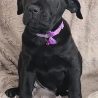 Sadie, a female Cane Corso for sale in Mineral Wells, WV – Photo 8 of 9