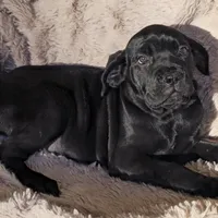 Sadie, a female Cane Corso for sale in Mineral Wells, WV – Photo 9 of 9