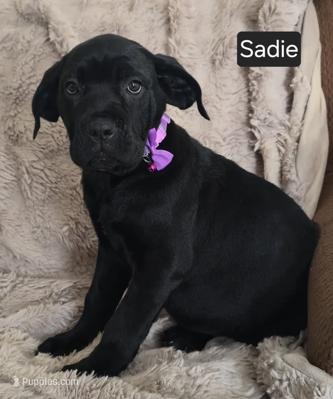 Sadie