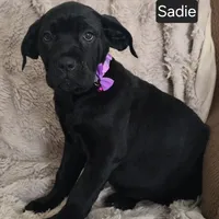 Sadie, a female Cane Corso for sale in Mineral Wells, WV – Photo 6 of 9