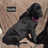 Sadie, a female Cane Corso for sale in Mineral Wells, WV – Photo 5 of 9