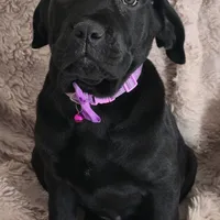Sadie, a female Cane Corso for sale in Mineral Wells, WV – Photo 7 of 9