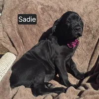 Sadie, a female Cane Corso for sale in Mineral Wells, WV – Photo 2 of 9