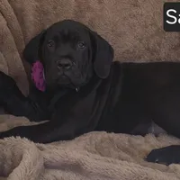 Sadie, a female Cane Corso for sale in Mineral Wells, WV – Photo 3 of 9