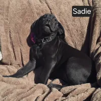 Sadie, a female Cane Corso for sale in Mineral Wells, WV – Photo 4 of 9