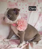 Clara, a female Boston Terrier for sale in Mineral Wells, WV – 7 of 10