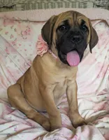 Abby, a female Cane Corso for sale in Mineral Wells, WV – 9 of 10