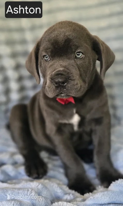 Ashton – Cane Corso puppy for sale in Mineral Wells, WV