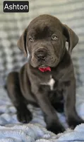 Ashton PENDING PICKUP AUGUST 6, a male Cane Corso for sale in Mineral Wells, WV – 1 of 10