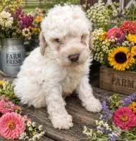 Joey, a male Poodle - Miniature  for sale in Wytheville, VA – 1 of 1
