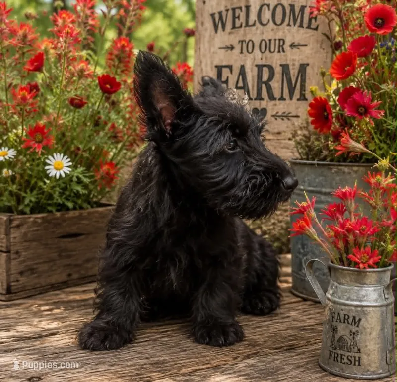 Sassy – Scottish Terrier puppy for sale in Wytheville, VA