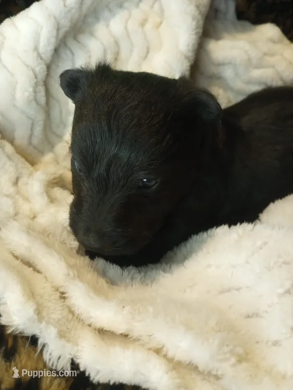 Sassy – Scottish Terrier puppy for sale in Wytheville, VA
