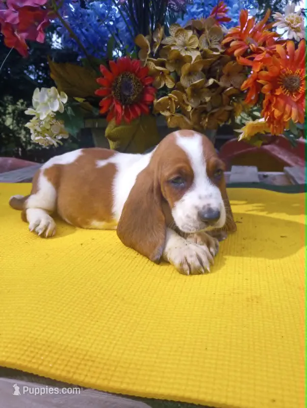 Brownie – Basset Hound puppy on hold in Wytheville, VA