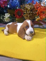 Brownie, a female Basset Hound for sale in Wytheville, VA – 1 of 3