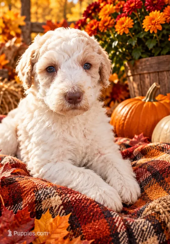 Lucy – Poodle - Multi-Colored Standard puppy for sale in Wytheville, VA